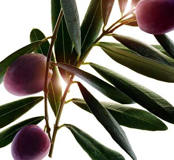 Olive Tree-Olive tree extract-Olea europaea (olive) fruit oil