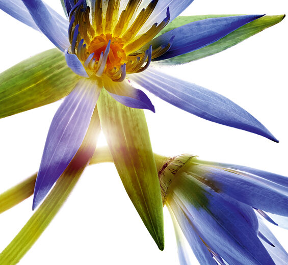 Blue lotus-Bleu lotus wax-Nymphaea caerulea flower extract