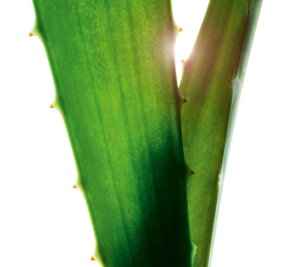 Aloe Vera-Aloe vera extract-Aloe barbadensis leaf juice,aloe barbadensis leaf juice powder