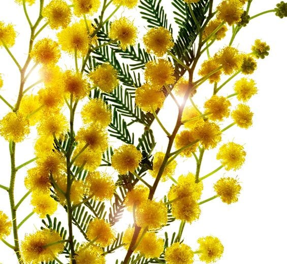 Acacia Senegal Tree-Acacia micropearls-Acacia Senegal gum