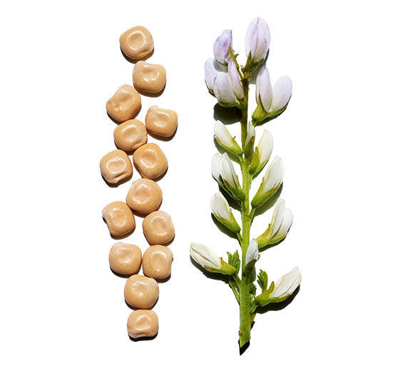 White Lupine-Organic white lupine extract-Hydrolyzed lupine protein