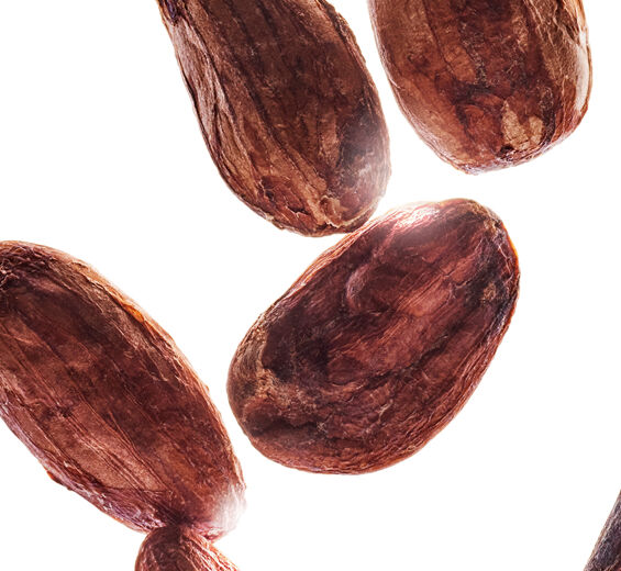 Cocoa Tree-Cocoa powder extract-Theobroma cacao (cocoa) extract