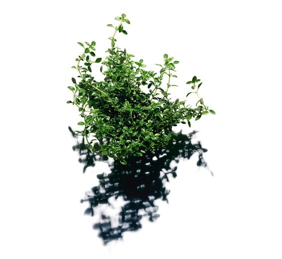Lemon Thyme-Lemon thyme extract-Thymus citriodorus flower/leaf extract