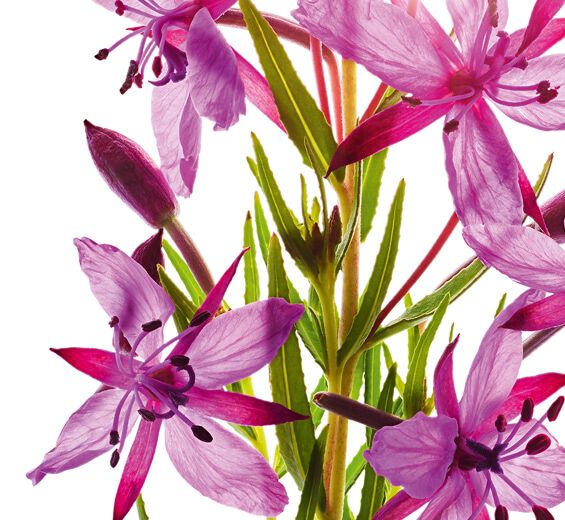 Alpine Willowherb-Organic alpine willowherb extract-Epilobium fleischeri extract
