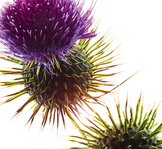 Mary’s Thistle-Organic mary’s thistle oil-Silybum marianum seed oil