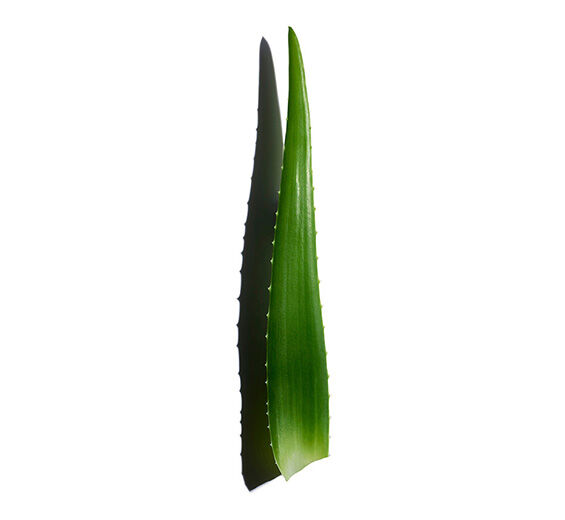 Aloe Vera-Aloe vera extract-Aloe barbadensis leaf juice,aloe barbadensis leaf juice powder