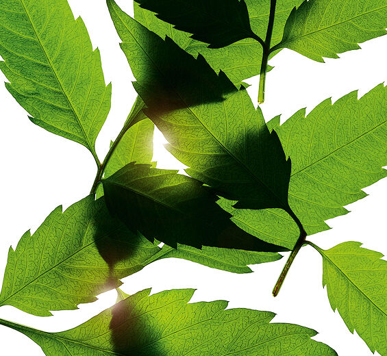 Bidens pilosa-Organic bidens pilosa extract-Bidens Pilosa Extract