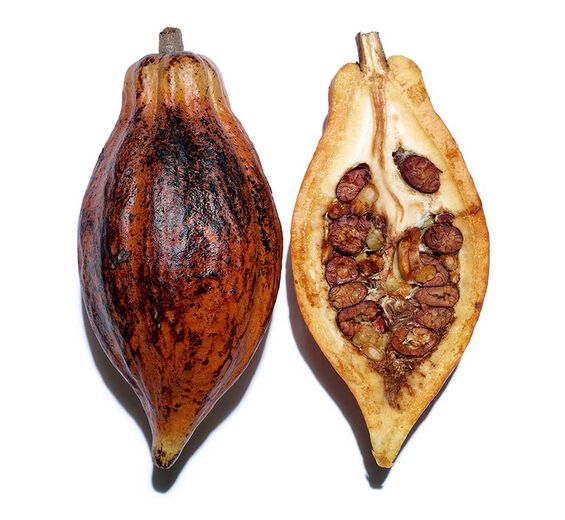 Cocoa Tree-Cocoa powder extract-Theobroma cacao (cocoa) extract