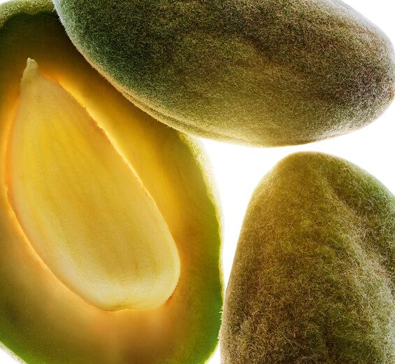 Almond Tree-Organic sweet almond oil-Prunus amygdalus dulcis (sweet almond) oil