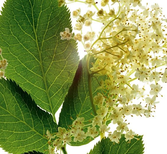 Elder-Organic elder extract-Sambucus nigra flower extract Elder-Organic elder extract-Sambucus nigra flower extract
