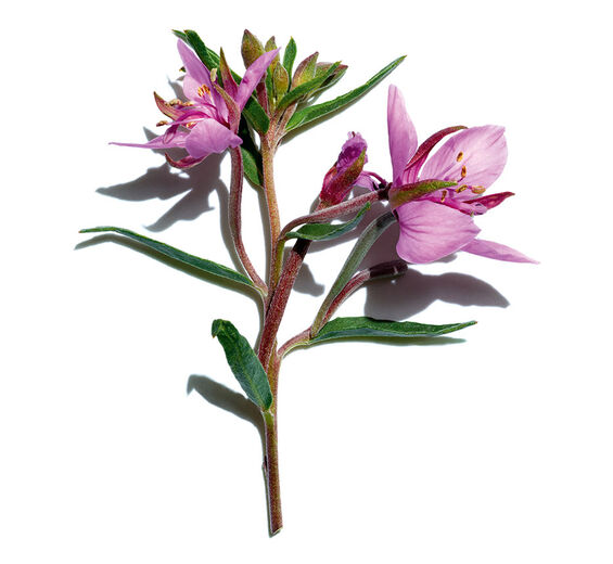 Alpine Willowherb-Organic alpine willowherb extract-Epilobium fleischeri extract