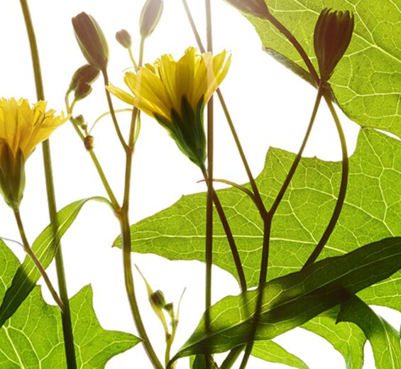 Nipplewort-Nipplewort extract-Lapsana communis flower/leaf/stem extract