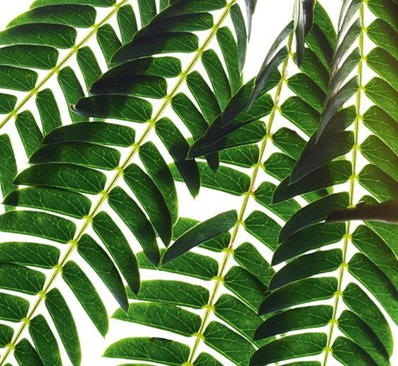 Albizia-Albizia extract-Albizia julibrissin bark extract Albizia-Albizia extract-Albizia julibrissin bark extract