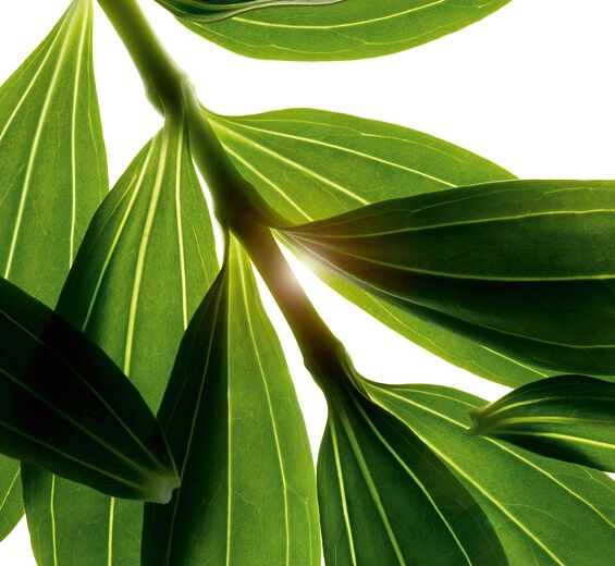 Soapwort-Organic soapwort extract-Saponaria officinalis leaf extract