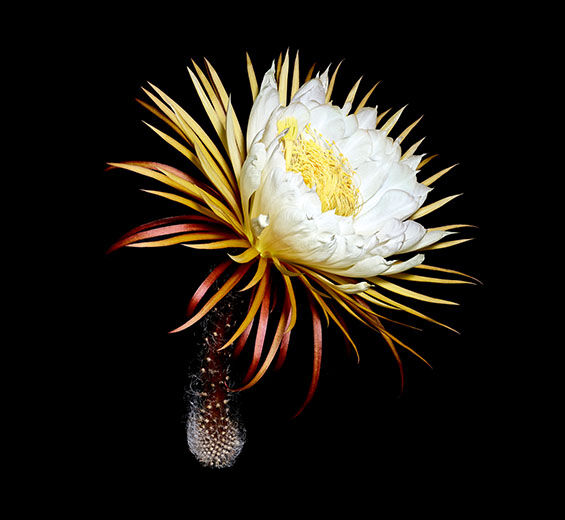 Moonlight Flower-Moonlight flower cryoextract-Cereus grandiflorus (cactus) flower extract