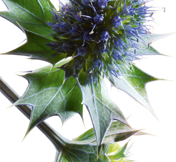 Sea holly-Organic sea holly extract-undefined