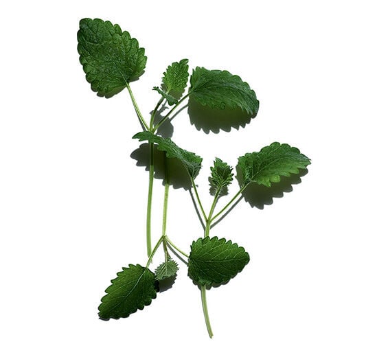 Lemon Balm-Lemon balm-Melissa officinalis leaf extract