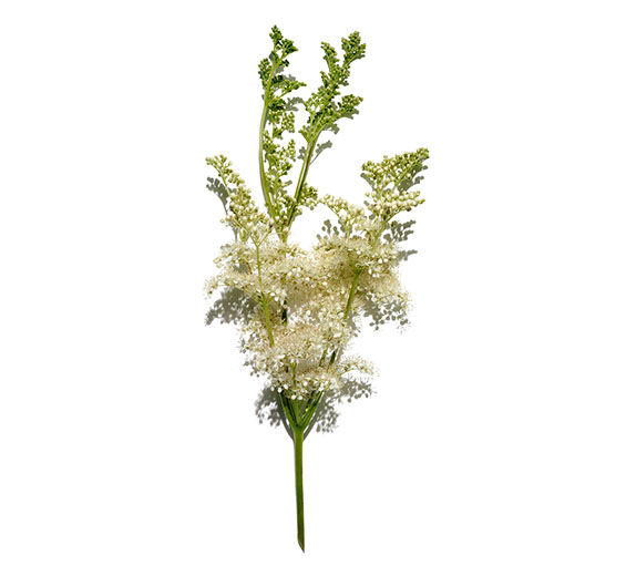 Meadowsweet-Meadowsweet extract-Spiraea ulmaria extract