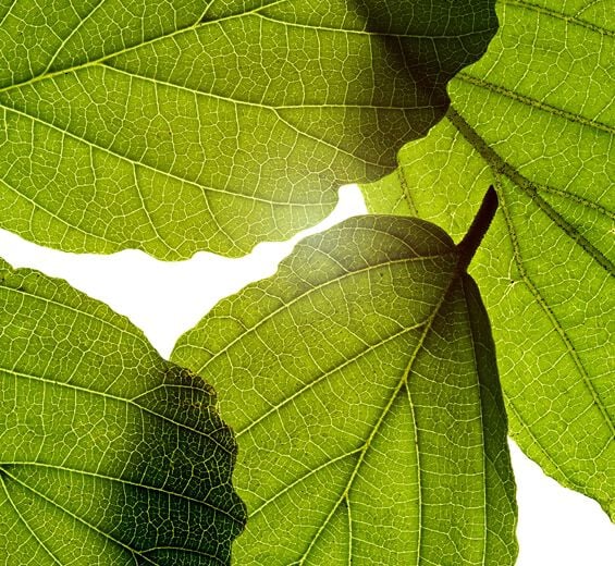 Witch Hazel-Witch hazel extract-Hamamelis virginiana (witch hazel) leaf extract