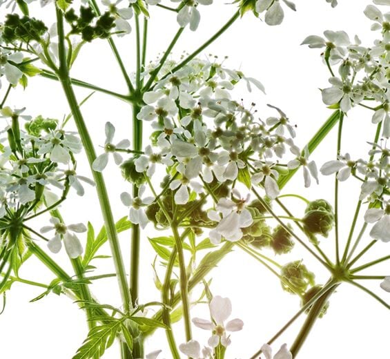 Wild Chervil-Organic wild chervil extract-Anthriscus sylvestris extract