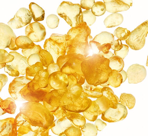 Mastic Shrub-Mastic extract-Pistacia lentiscus (mastic) gum