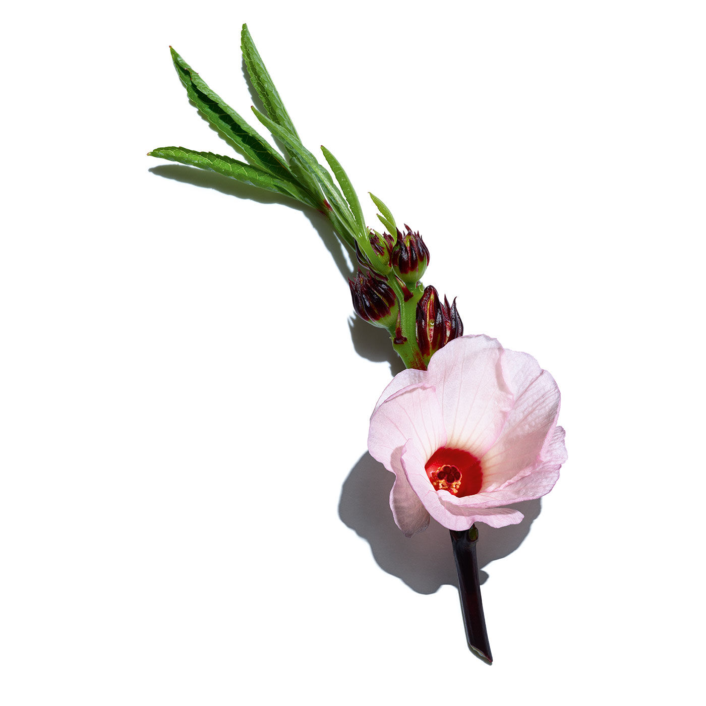 rose radiance cream clarins