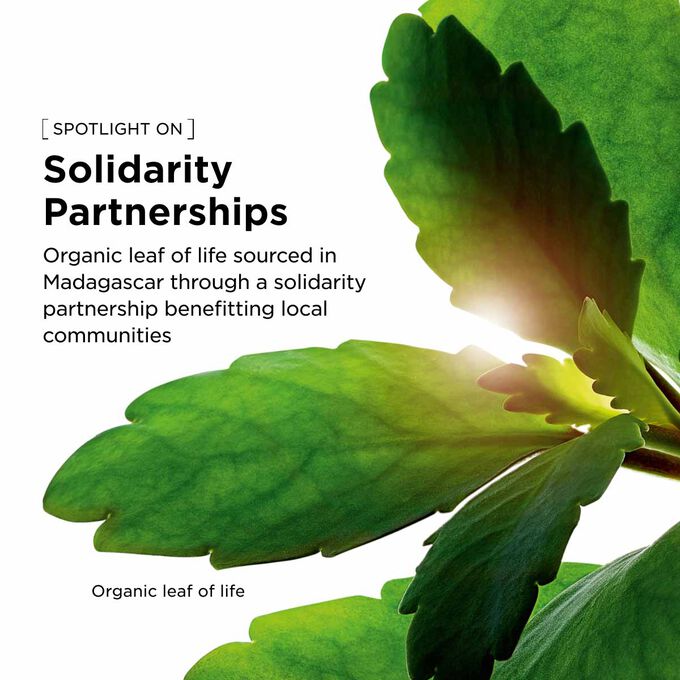Organic leaf of life extract grown at the Clarins Domain using regenerative agriculture for our hydrating facial gel.