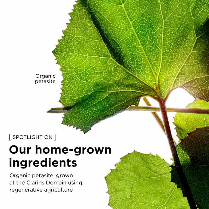 Organic petasites extract grown at the Clarins Domain using regenerative agriculture for our firming body cream line.