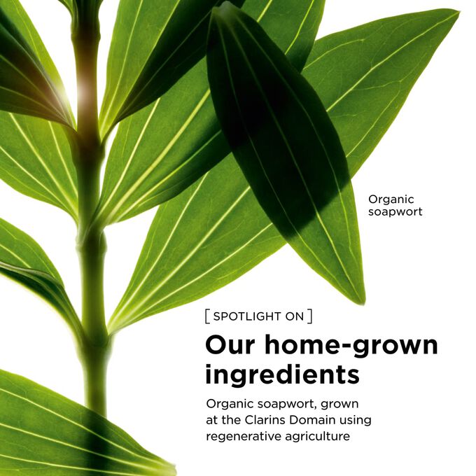 Organic masterwort extract responsibly sourced for our tonic body care products to support sustainable beauty practices.