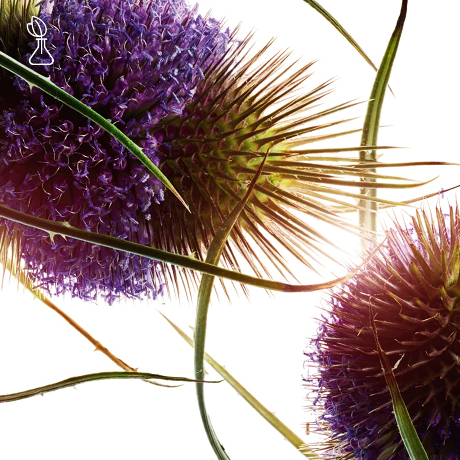 Teasel-Teasel extract-Dipsacus sylvestris extract