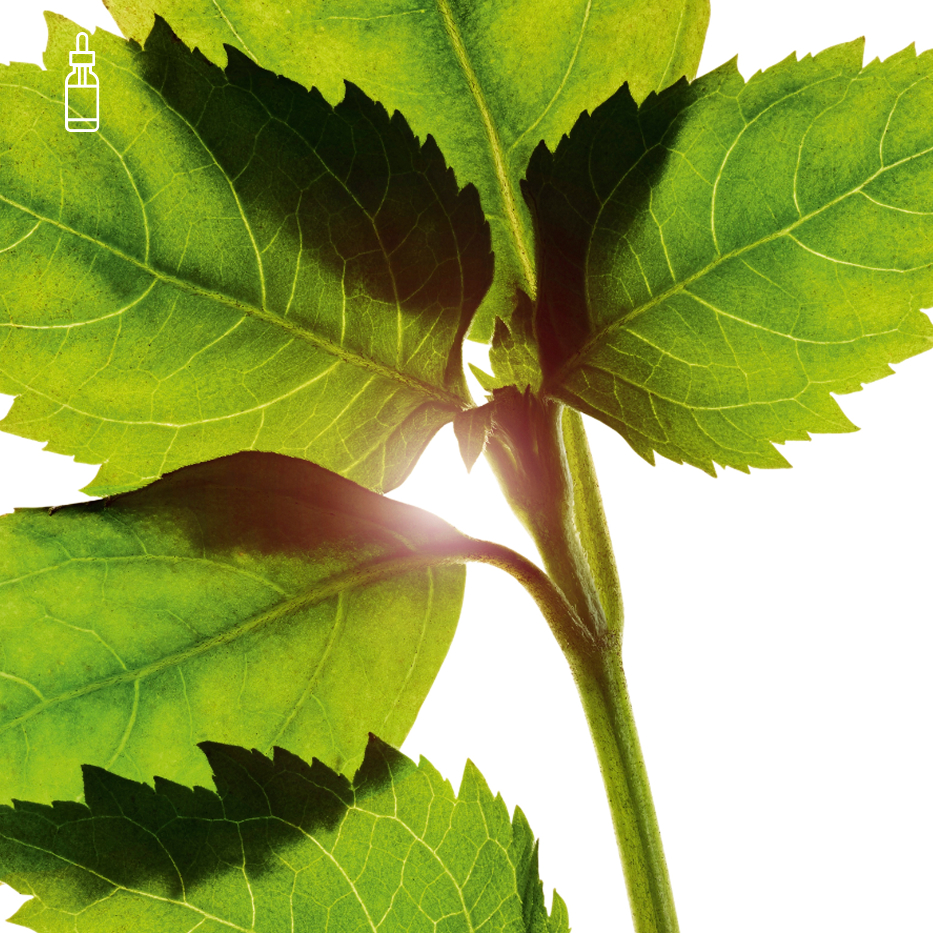 Patchouli-Patchouli essential oil-Pogostemon cablin oil