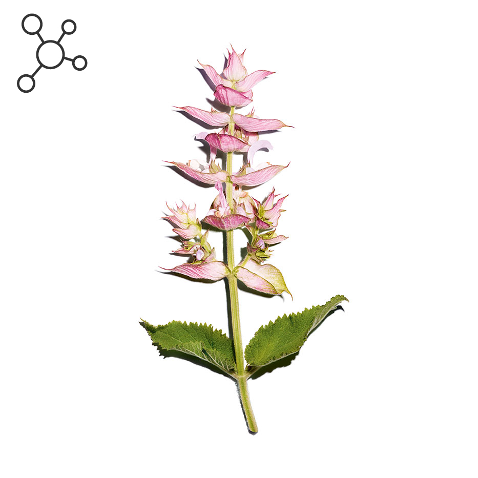Clary Sage-Sclareolide-Sclareolide