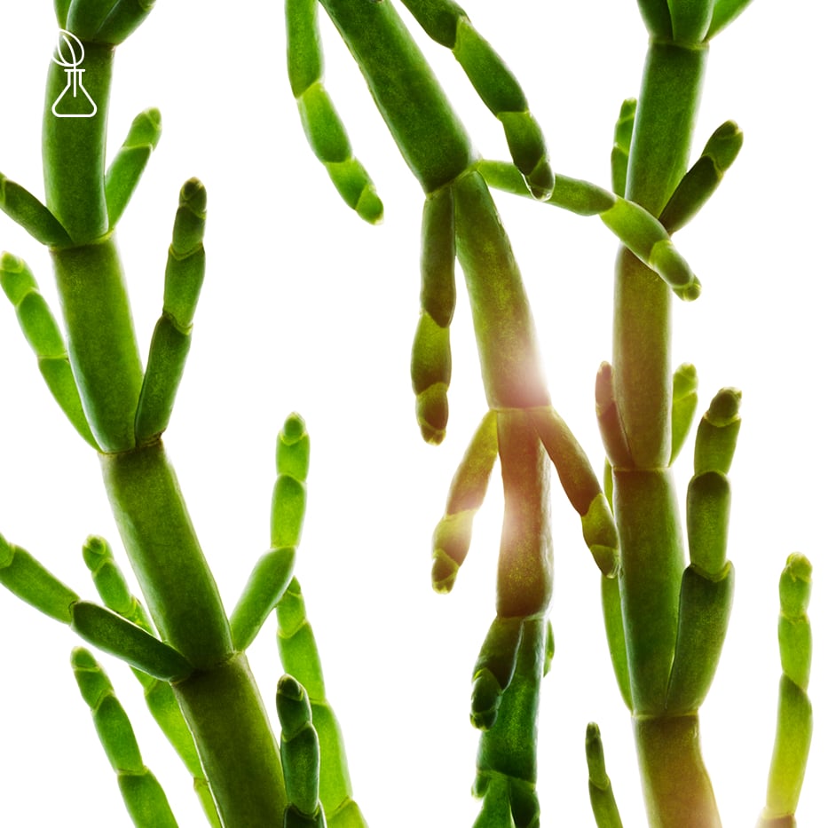 Marsh Samphire-Organic marsh samphire extract-Salicornia herbacea extract