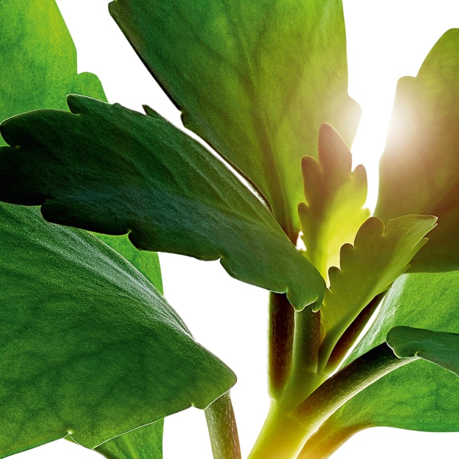 Leaf of Life-Organic leaf of life extract-Kalanchoe pinnata leaf extract