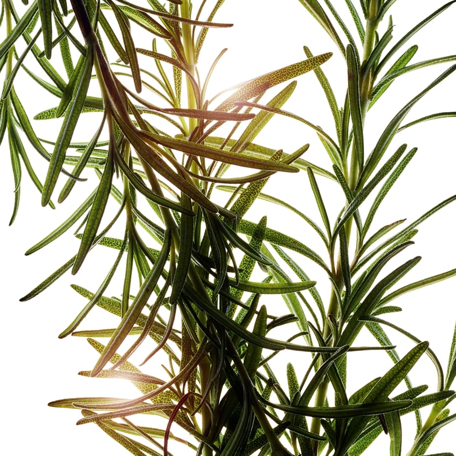 Rosemary-Rosemary essential oil-Rosmarinus officinalis (rosemary) leaf oil