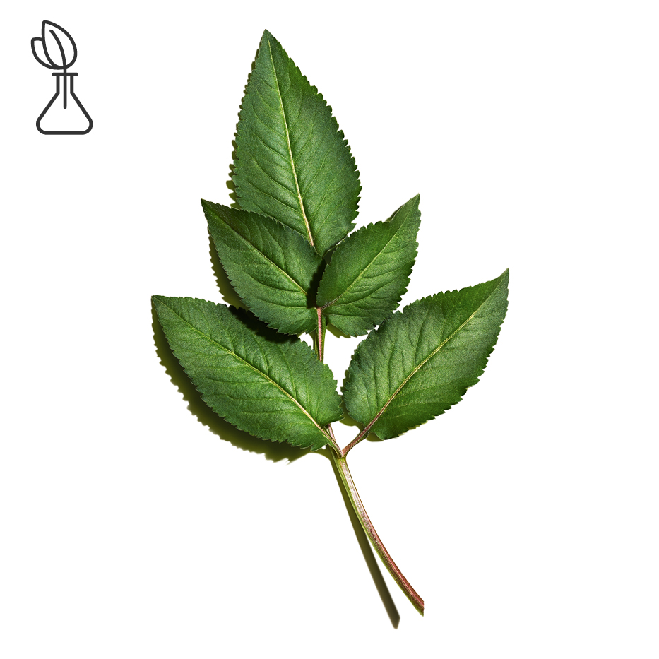 Bidens pilosa-Organic bidens pilosa extract-Bidens Pilosa Extract