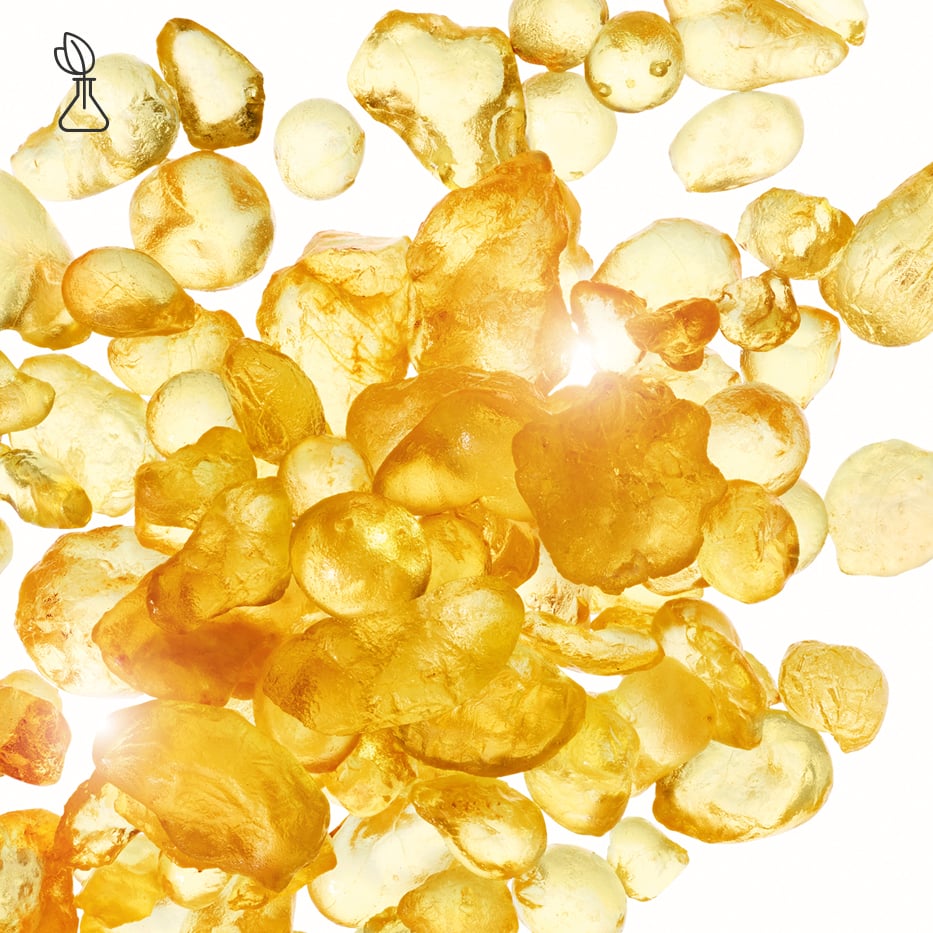 Mastic Shrub-Mastic extract-Pistacia lentiscus (mastic) gum