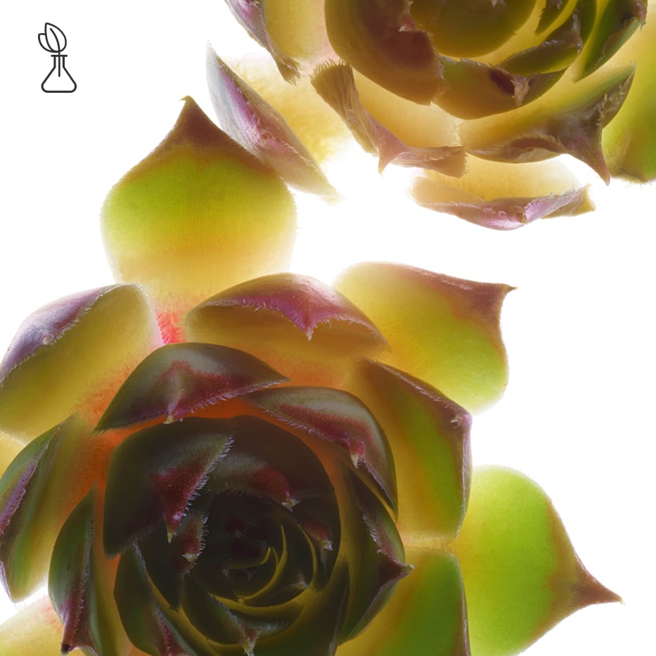 Houseleek-Organic houseleek extract-Sempervivum tectorum extract