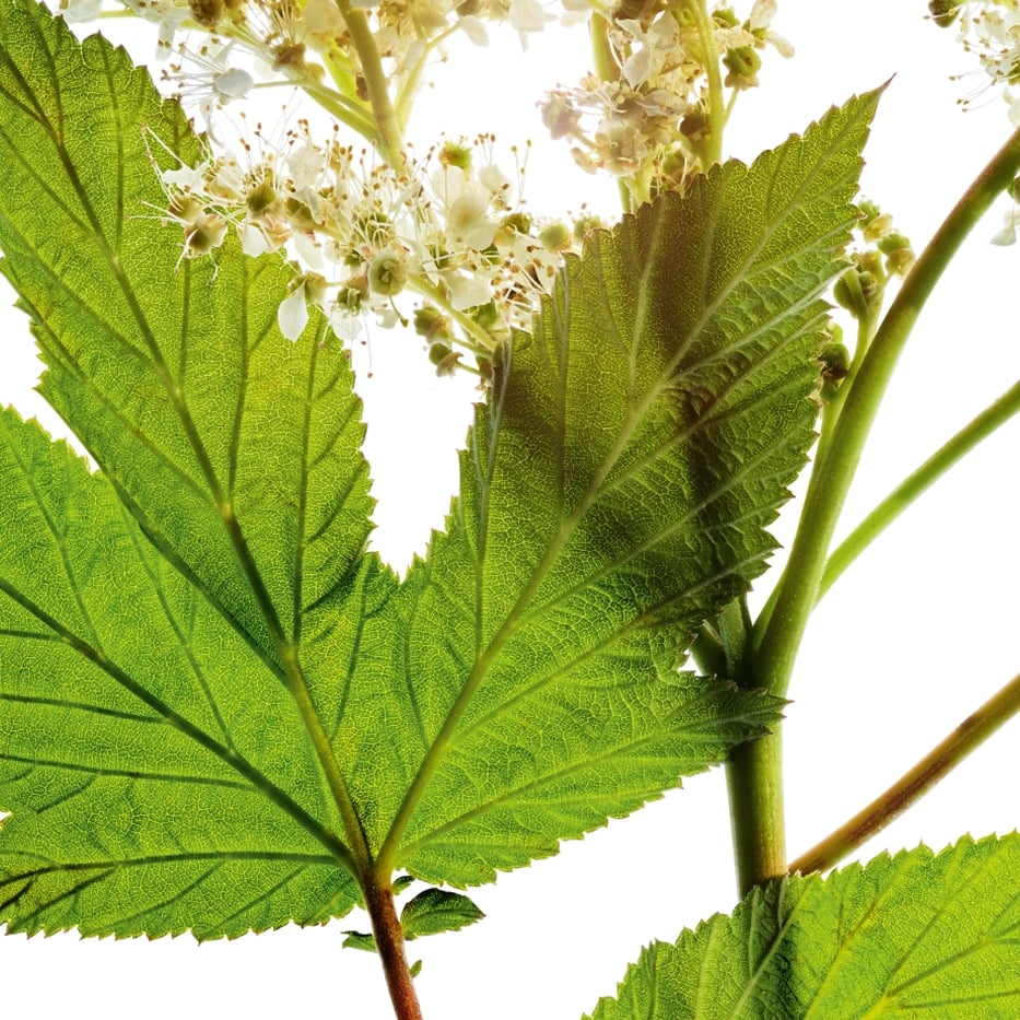 Meadowsweet-Meadowsweet extract-Spiraea ulmaria extract