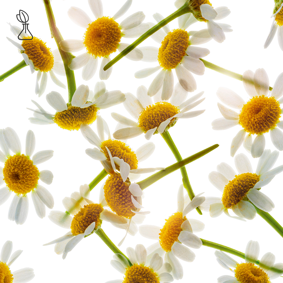Roman Chamomile-Roman chamomile extract-Anthemis nobilis flower extract