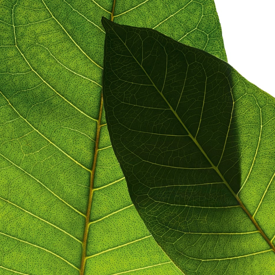 Harungana-Organic harungana extract-Harungana madagascariensis extract