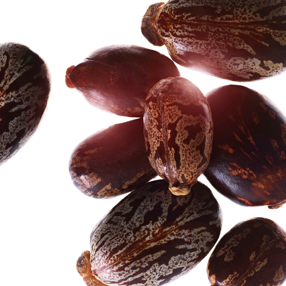 Castor Bean-Organic castor oil-Ricinus communis (castor) seed oil