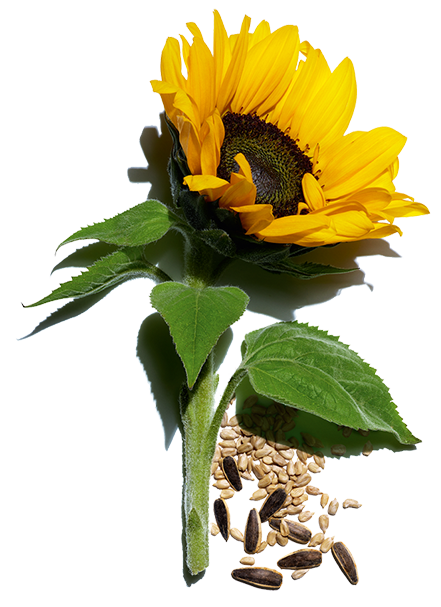 Sunflower ingredient and its seeds