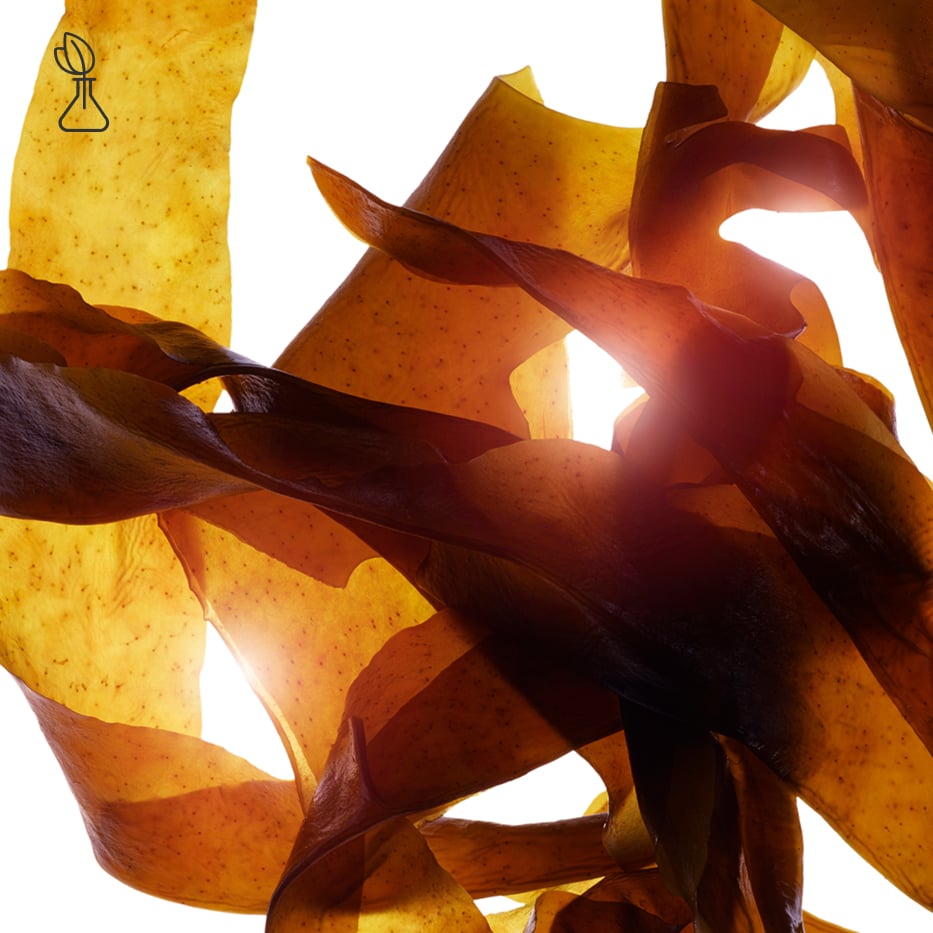 Wakame-Organic wakame extract-Undaria pinnatifida extract