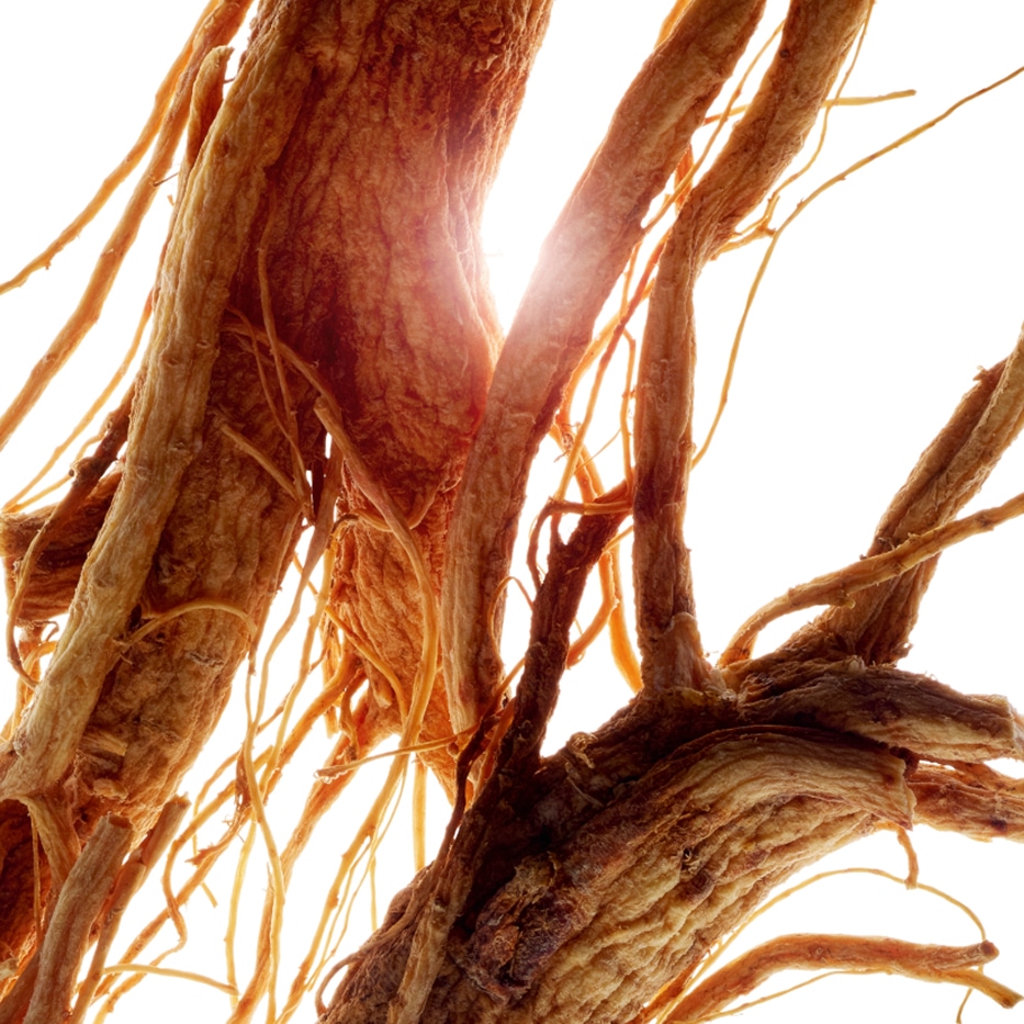 Ginseng-Ginseng extract-Panax ginseng root extract