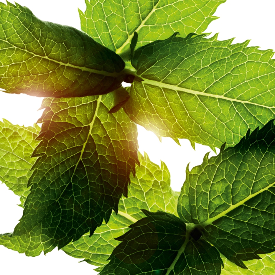 Field Mint-Field mint essential oil-Mentha arvensis leaf oil