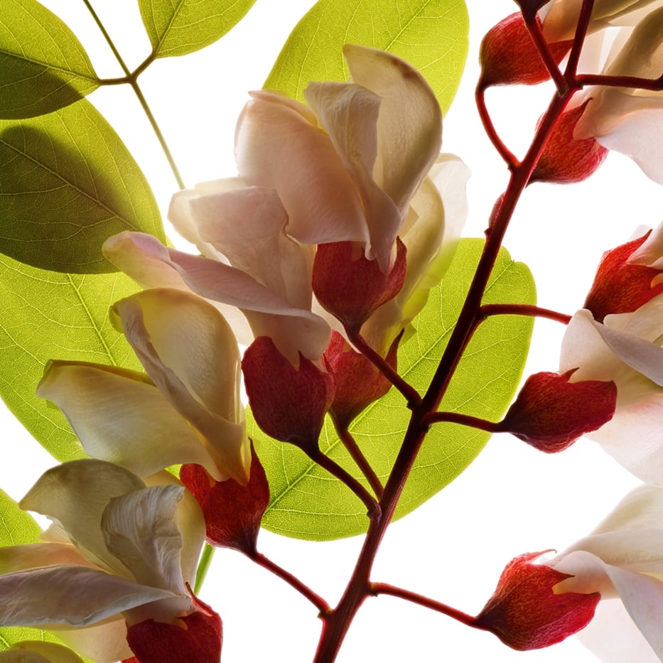 Robinia-Robinia flower water-Robinia pseudoacacia flower extract