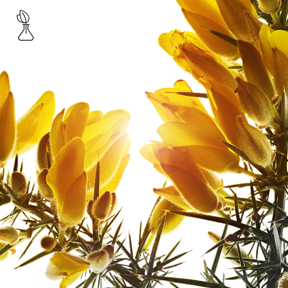Gorse-Organic gorse extract-Ulex europaeus leaf/root/stem extract