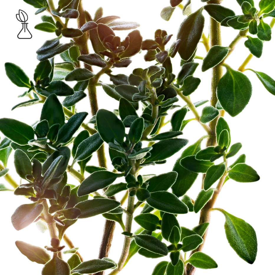Lemon Thyme-Lemon thyme extract-Thymus citriodorus flower/leaf extract