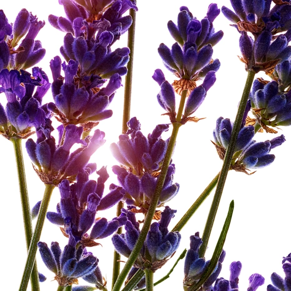 Lavender-Lavender essential oil-Lavandula angustifolia (lavender) oil